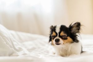 sleepy-cute-dog-on-blanket-sleepy-with-sleep-apnoea