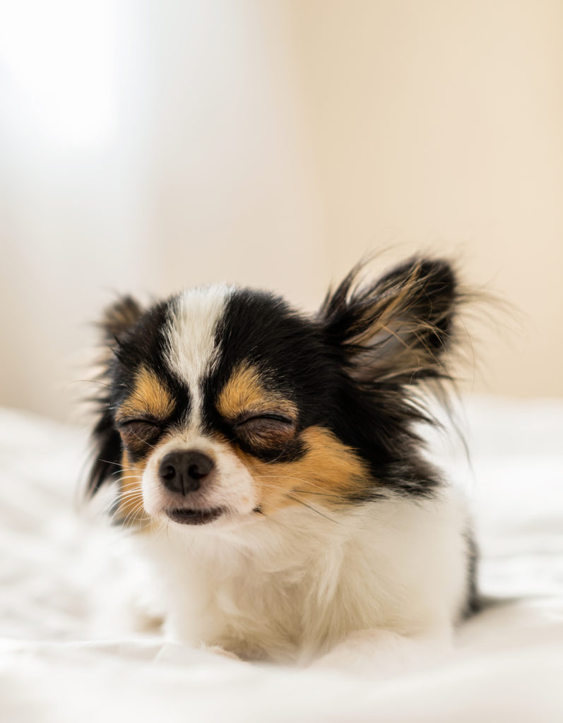 Always Tired? Is Sleep Apnoea Preventing You From Falling Asleep?