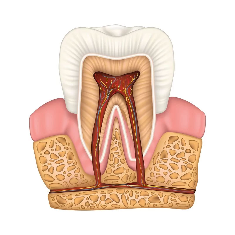 root canal anatomy graph